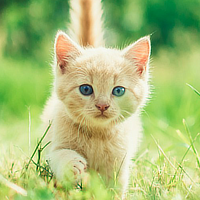 kittens-puppies-birds-guinea-pigs-rabbits-petstop-gawler